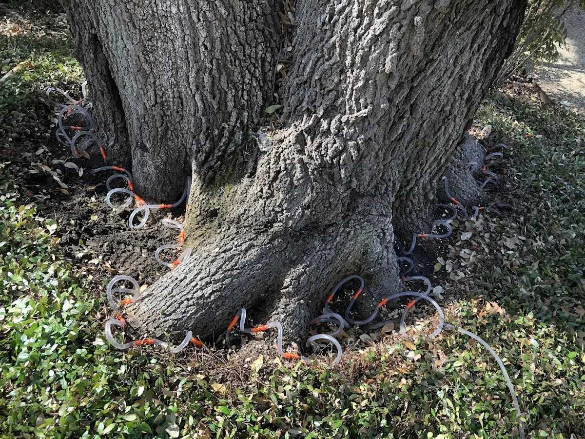 Detailed Tree Cabling and Bracing job site in Harsens Island