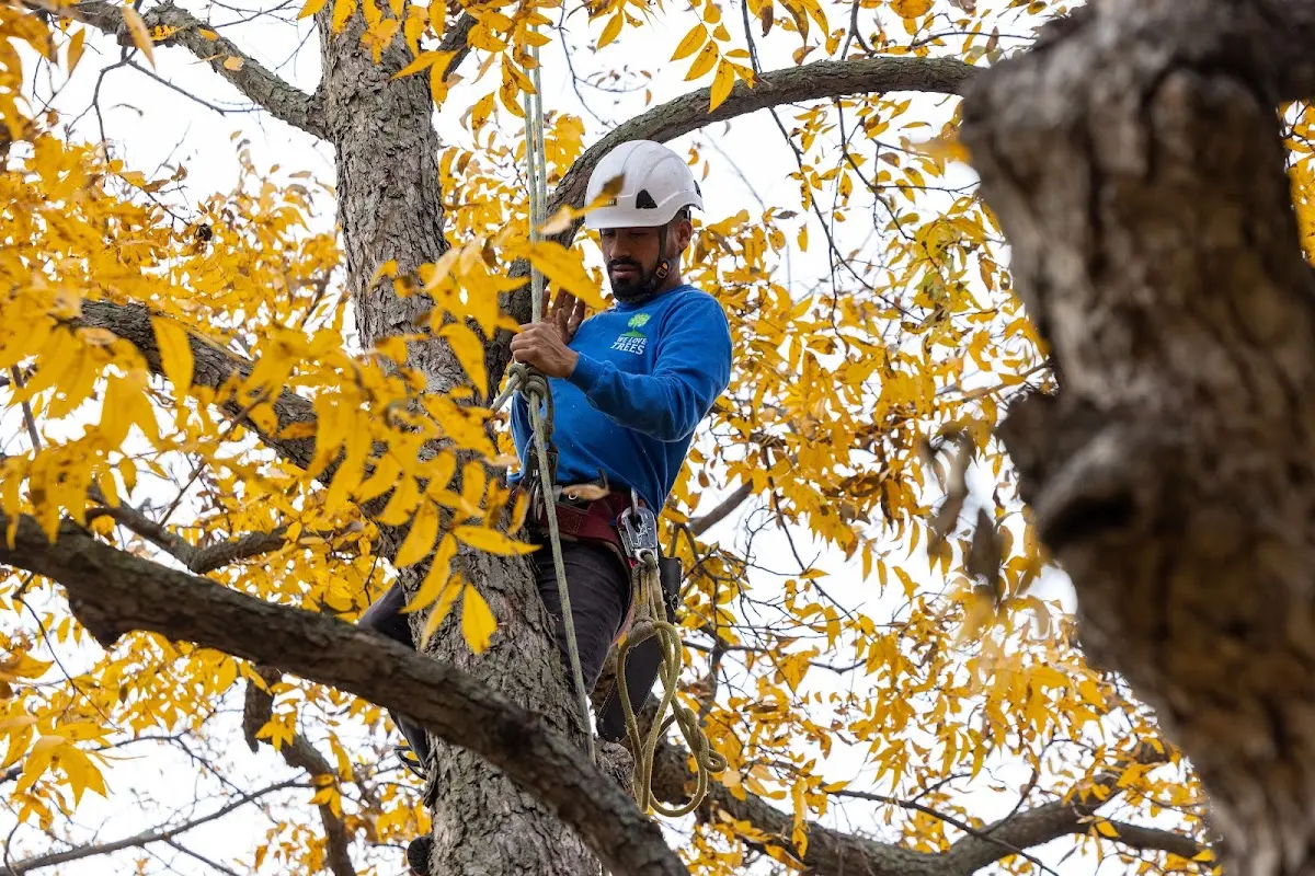 Skilled Tree Pruning crew working in Harsens Island