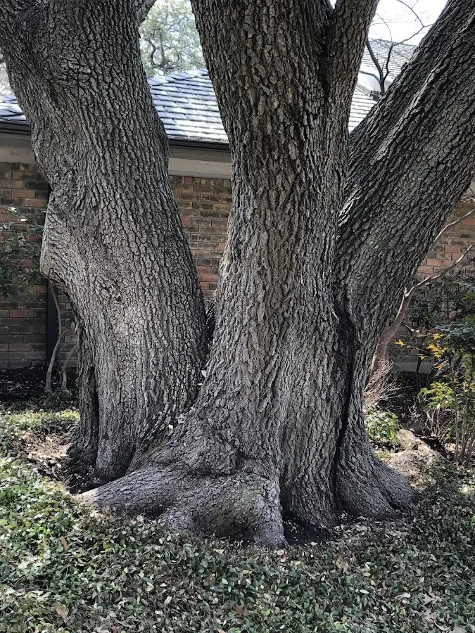 Mature heritage tree close to a Harsens Island property cared for by certified arborists
